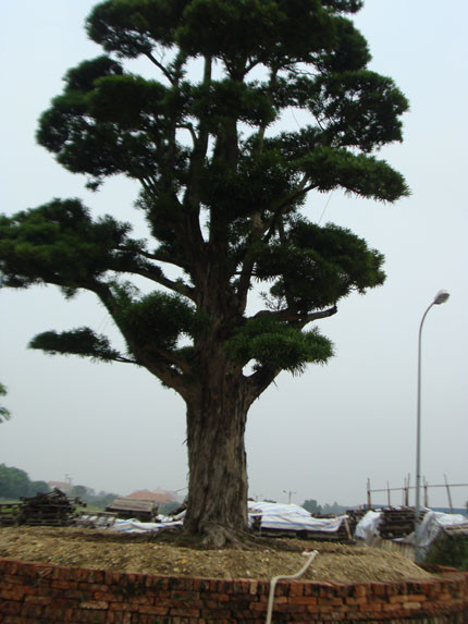 Thực hư vườn cổ tùng trị giá 1.000 tỷ đồng ở Vĩnh Phúc!