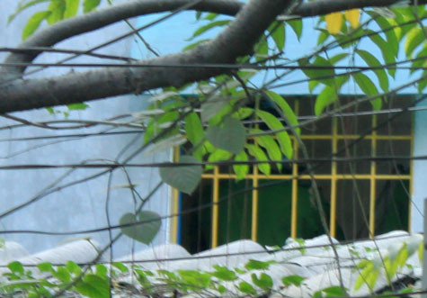 Cửa sổ căn phòng nơi phát hiện xác nạn nhân Cửa sổ căn phòng nơi phát hiện xác nạn nhân
