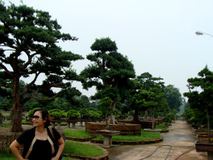 Thực hư vườn cổ tùng trị giá 1.000 tỷ đồng ở Vĩnh Phúc!