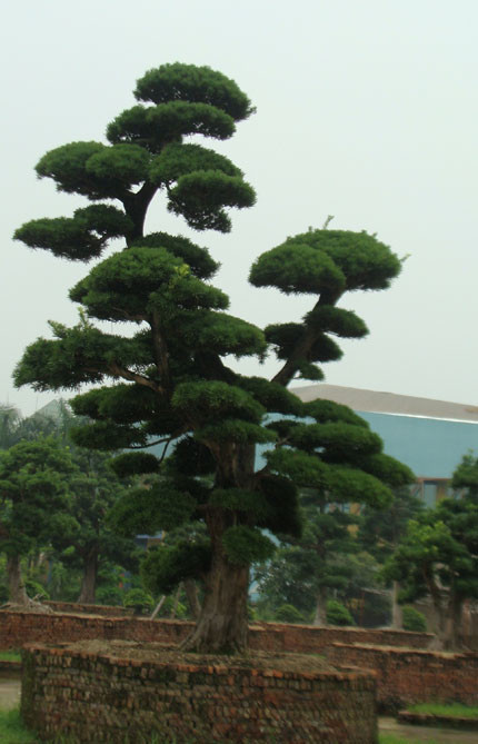 Thực hư vườn cổ tùng trị giá 1.000 tỷ đồng ở Vĩnh Phúc!