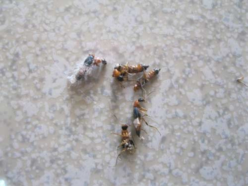 HN: Kiến ba khoang rồng rắn tới chung cư, Tin tức trong ngày, kien ba khoang, chung cu, ho dan, tan cong nguoi, kien can, benh vien, bac si, tu chua, con trung, anh den, tin tuc, tin nhanh, tin hot, vn