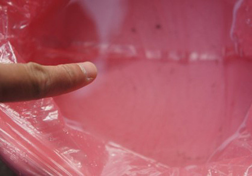 Sinh vật lạ rơi ra trong chậu quần áo