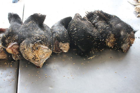 Tay gấu được phát hiện trên xe khách Tay gấu được phát hiện trên xe khách