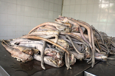 Đuôi và chân bò bốc mùi hôi thối trên xe khách. Đuôi và chân bò bốc mùi hôi thối trên xe khách.