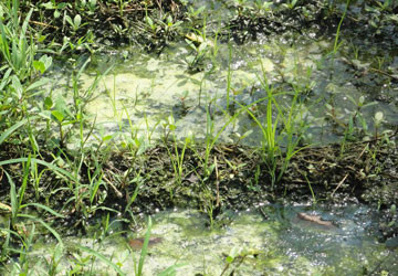 Sống chung với khói thiêu tử thi ảnh 3