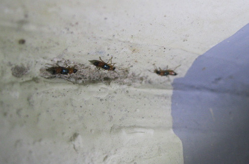 HN: Kiến ba khoang rồng rắn tới chung cư, Tin tức trong ngày, kien ba khoang, chung cu, ho dan, tan cong nguoi, kien can, benh vien, bac si, tu chua, con trung, anh den, tin tuc, tin nhanh, tin hot, vn