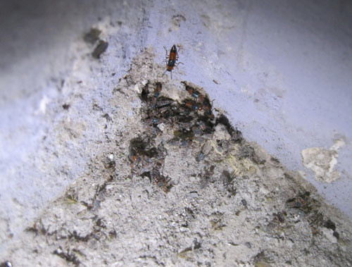 HN: Kiến ba khoang rồng rắn tới chung cư, Tin tức trong ngày, kien ba khoang, chung cu, ho dan, tan cong nguoi, kien can, benh vien, bac si, tu chua, con trung, anh den, tin tuc, tin nhanh, tin hot, vn