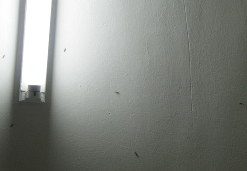 HN: Kiến ba khoang rồng rắn tới chung cư, Tin tức trong ngày, kien ba khoang, chung cu, ho dan, tan cong nguoi, kien can, benh vien, bac si, tu chua, con trung, anh den, tin tuc, tin nhanh, tin hot, vn