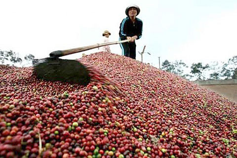 Luật sư hiến kế lấy lại thương hiệu cà phê Buôn Ma Thuột ảnh 1 Luật sư hiến kế lấy lại thương hiệu cà phê Buôn Ma Thuột ảnh 1
