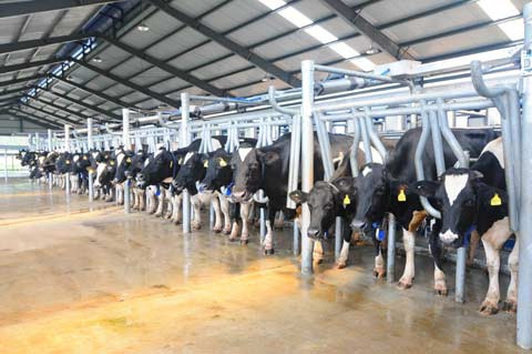 Vinamilk tăng trưởng trung bình hàng năm là 33% (tính từ năm 2008 đến nay), nộp ngân sách nhà nước tăng là 35% mỗi năm.