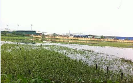 Nhiều vùng trồng rau thuộc khu vực Từ Liên (Hà Nội) đang bị ngập nước.