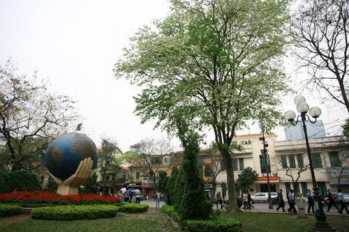 Một cây sưa được trồng tại bờ hồ Hoàn Kiếm thu hút người đi lại.