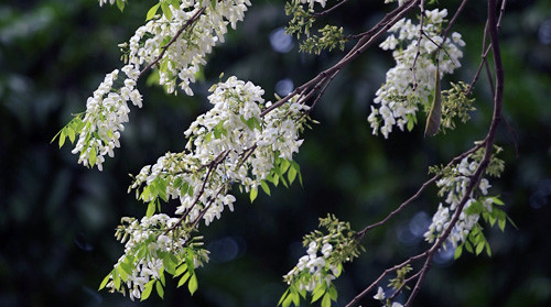 Hoa sưa nở thành chùm trắng như bông vươn lên trên trời cao...