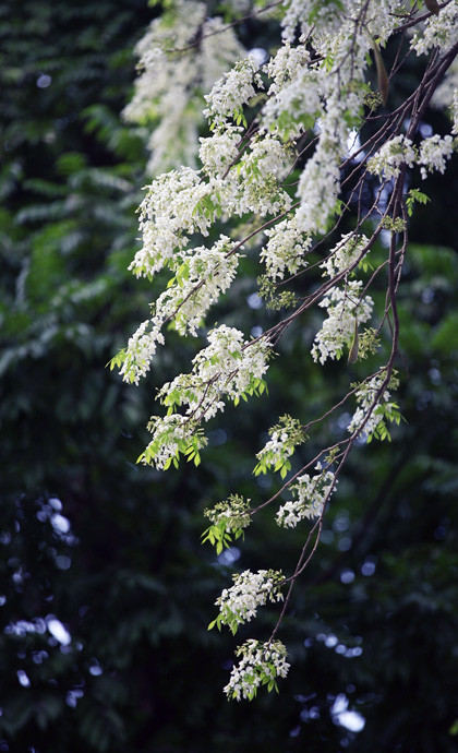 ... hoặc rủ xuống rung rinh đung đưa theo gió.