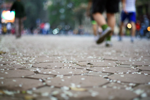 Hoa sưa buông mình theo gió và trải thảm trắng dưới chân người qua lại.