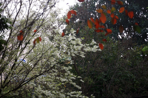 Sưa là một loài cây gỗ quý, cao 10 - 15m, lá dài 10 - 20cm có lông mịn nhỏ và thưa.
