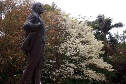 Tháng 3, nhiều tuyến đường của Hà Nội lại tràn ngập hoa sưa nở. Một cây sưa trên phố tại công viên Lê Nin.