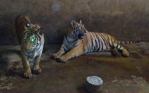 Tiết lộ của người "nuôi hổ như nuôi lợn" ảnh 2 Tiết lộ của người "nuôi hổ như nuôi lợn", Tin tức trong ngày, nuoi ho, ho, nuoi ho nhu nuoi lon, nghe an, nuoi nhot, dong vat quy hiem, nuoi dong vat nguy hiem, bao, tin tuc, tin hot, tin hay, vn