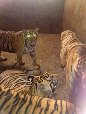 Tiết lộ của người "nuôi hổ như nuôi lợn" ảnh 1 Tiết lộ của người "nuôi hổ như nuôi lợn", Tin tức trong ngày, nuoi ho, ho, nuoi ho nhu nuoi lon, nghe an, nuoi nhot, dong vat quy hiem, nuoi dong vat nguy hiem, bao, tin tuc, tin hot, tin hay, vn