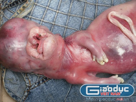 Chú heo có hình thù kì quái.