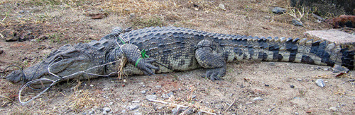 Nghi ngờ còn nhiều cá sấu dưới suối ảnh 1 Cá sấu