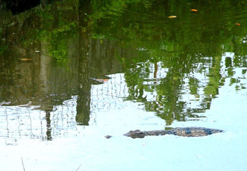 Cả trăm con cá sấu sổng chuồng, bao vây trường tiểu học ảnh 1