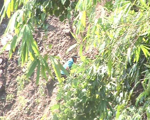 Đào nát quốc lộ tìm... gỗ sưa ảnh 3 Đào nát quốc lộ tìm... gỗ sưa, Tin tức trong ngày, pha quoc lo tim go sua, go sua, go sua nghin ti, xam sua, do co, thanh dia go sua, go quy, bao, tin tuc, tin hot, tin hay, vn