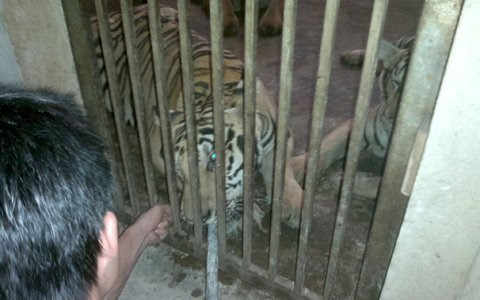 Sửng sốt điểm nuôi nhốt hổ như nuôi lợn ảnh 3 Sửng sốt điểm nuôi nhốt hổ như nuôi lợn, Tin tức trong ngày, nuoi ho, ho, nuoi ho nhu nuoi lon, nghe an, nuoi nhot, dong vat quy hiem, nuoi dong vat nguy hiem, bao, tin tuc, tin hot, tin hay, vn