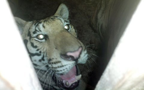 Sửng sốt điểm nuôi nhốt hổ như nuôi lợn ảnh 1 Sửng sốt điểm nuôi nhốt hổ như nuôi lợn, Tin tức trong ngày, nuoi ho, ho, nuoi ho nhu nuoi lon, nghe an, nuoi nhot, dong vat quy hiem, nuoi dong vat nguy hiem, bao, tin tuc, tin hot, tin hay, vn