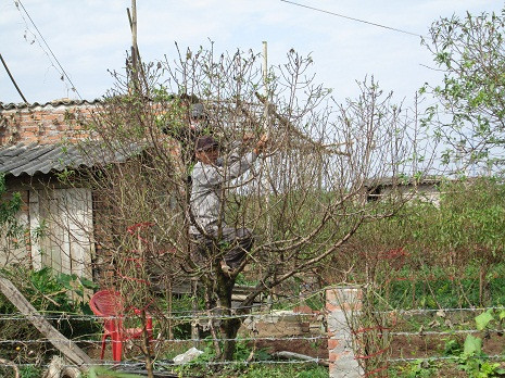 Đồng thời, tiến hành tỉa cành, tạo kiểu. Đồng thời, tiến hành tỉa cành, tạo kiểu.
