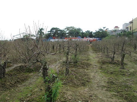 Những vườn đào đang chuẩn bị đón tết. Những vườn đào đang chuẩn bị đón tết.