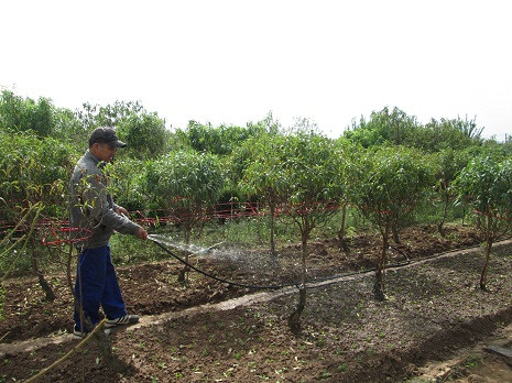 Những tháng giáp tết, người dân tại Nhật Tân ra sức chăm sóc từng gốc đào. Những tháng giáp tết, người dân tại Nhật Tân ra sức chăm sóc từng gốc đào.