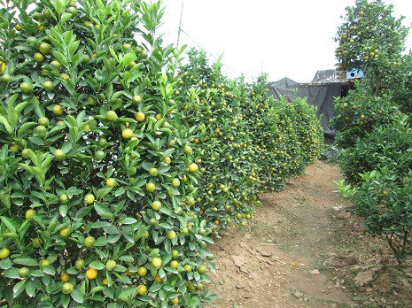 Tại Quảng Bá, quất bắt đầu chín. Tại Quảng Bá, quất bắt đầu chín.