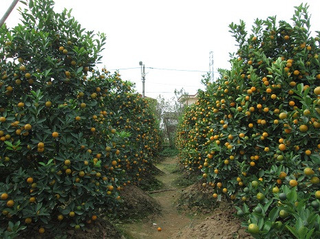 Bên cạnh đó, nhiều vườn quất đã bắt đầu chín rộ. Bên cạnh đó, nhiều vườn quất đã bắt đầu chín rộ.