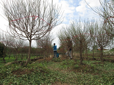 Các chủ vường đào ở Nhật Tân đang tiến hành tuốt lá đào. Các chủ vường đào ở Nhật Tân đang tiến hành tuốt lá đào.