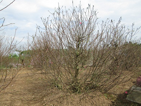 Những gốc đào thế năm nay có giá từ 10 - 15 triệu đồng. Những gốc đào thế năm nay có giá từ 10 - 15 triệu đồng.