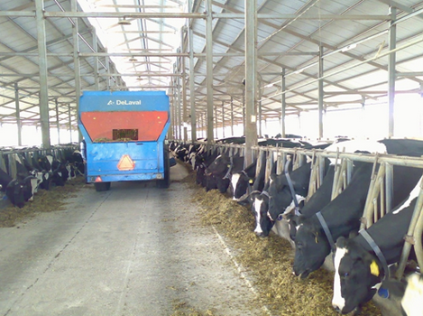 Xe trộn rải thức ăn TMR.