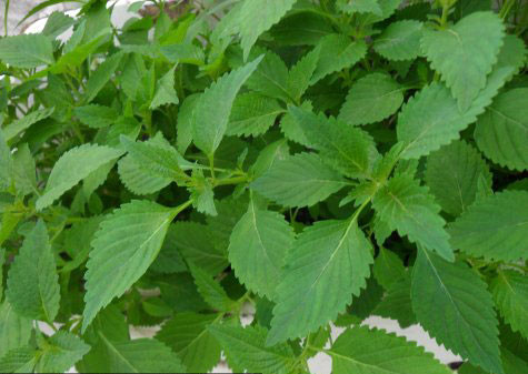 Kinh giới chữa cảm cúm, đau nhức các đầu xương. Kinh giới chữa cảm cúm, đau nhức các đầu xương.