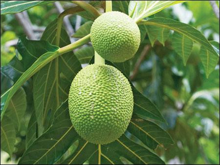 Lá sa kê có công dụng giải độc, tiêu viêm; vỏ thân cây có tính sát trùng; rễ có công dụng làm dịu cơn ho; phần thịt của trái sa kê được dùng làm bánh ăn rất thơm ngon. Lá sa kê có công dụng giải độc, tiêu viêm; vỏ thân cây có tính sát trùng; rễ có công dụng làm dịu cơn ho; phần thịt của trái sa kê được dùng làm bánh ăn rất thơm ngon.