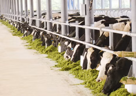 Bò được đeo số tai để nhận dạng; quản lý bằng chíp điện tử Bò được đeo số tai để nhận dạng; quản lý bằng chíp điện tử