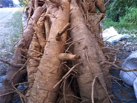 Củ đinh lăng giả được bày bán ven đường Quốc lộ 6 (địa phận huyện Kỳ Sơn đi TP.Hòa Bình).