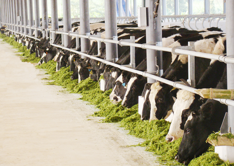 Bò được đeo số tai để nhận dạng; quản lý bằng chíp điện tử