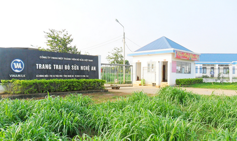 Trang trại bò sữa Vinamilk tại Nghệ An