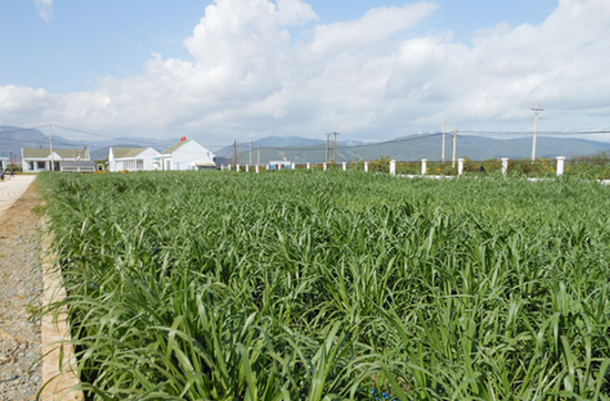 Đồng cỏ cung cấp thức ăn xanh cho đàn bò sữa tại trang trại.