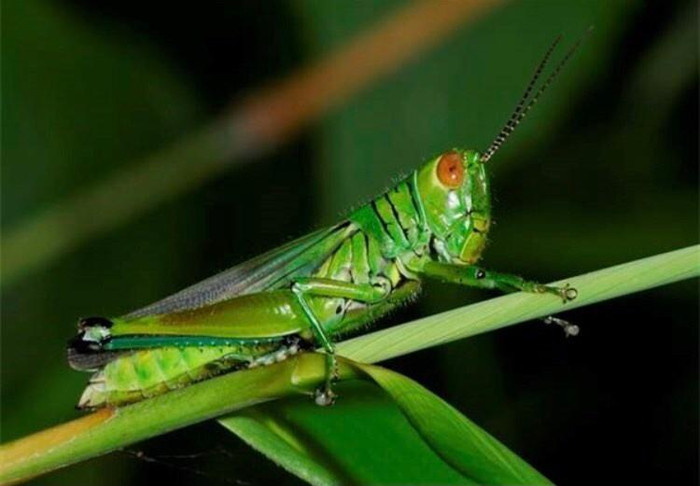 Hình ảnh con cào cào. (Ảnh: khoahocphattrien.vn) Hình ảnh con cào cào. (Ảnh: khoahocphattrien.vn)