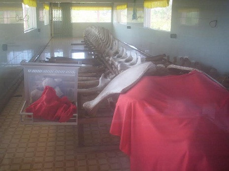 Bộ xương cá Voi khổng lồ. Bộ xương cá Voi khổng lồ.