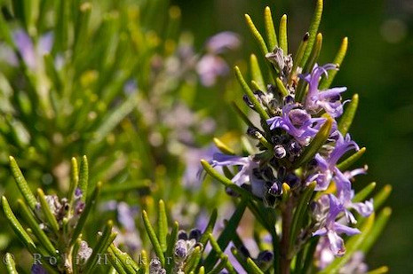 Cây hương thảo.