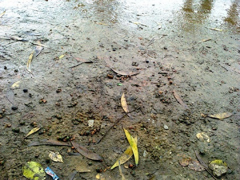 Hiện trường nơi chị D. bị cắt tóc đến chiều tối ngày 3.2 vẫn còn tóc, và quả đùng đình.