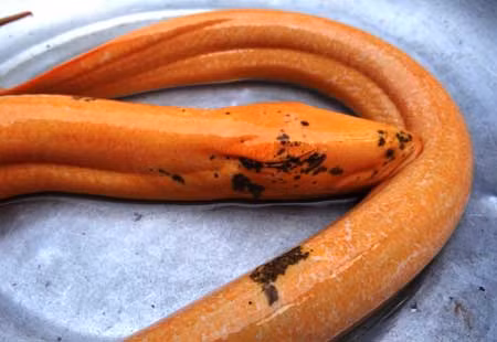 Con lươn khổng lồ.