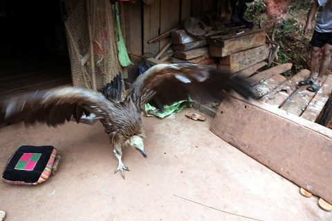 Hình ảnh loài chim lạ xuất hiện bên hồ sông Đà Hình ảnh loài chim lạ